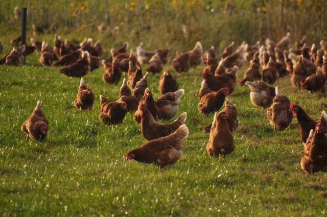 Poultry Farm